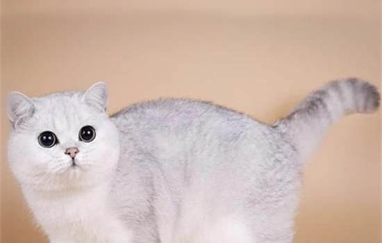 如何飼養英國短毛貓