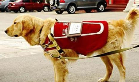 導盲犬可以出入任何場合嗎