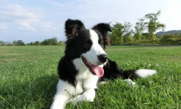 蘇格蘭牧羊犬缺鈣了會有哪些癥狀