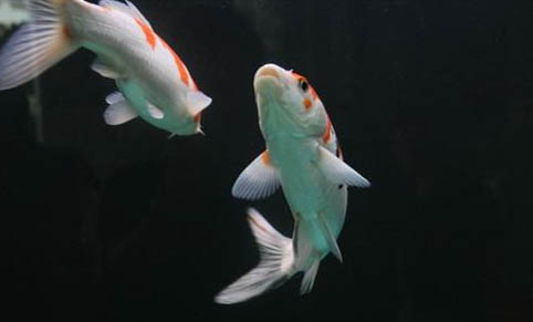 秋季釣草魚的最佳方法是什么