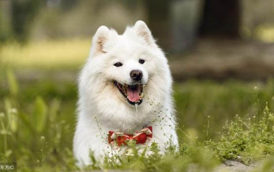 邊境牧羊犬多動(dòng)癥