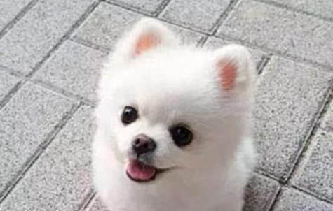 秋天狗狗容易得犬瘟嗎