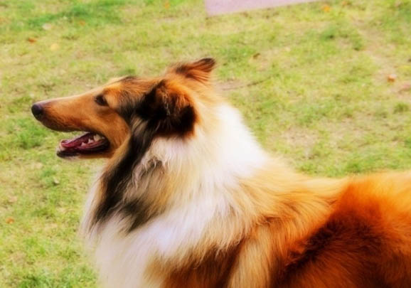 蘇格蘭牧羊犬脾臟大的原因及處理方法