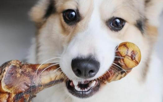 狗狗嘔吐物有哪些種類