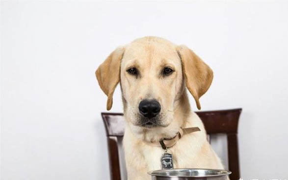 狗狗狂犬疫苗多久打一次
