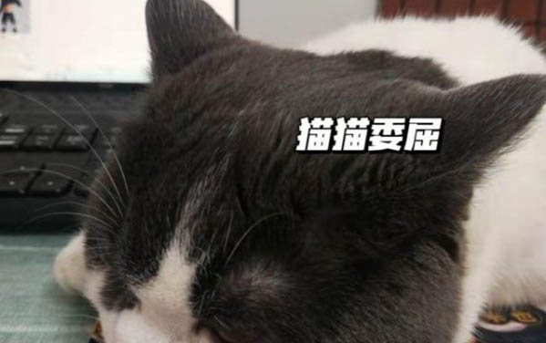 小貓老是叫喚,怎么辦?