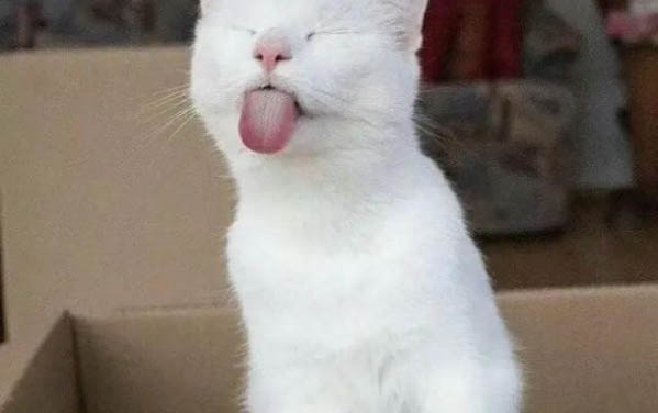 貓咪一直叫個不停怎么辦?