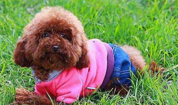 貴賓犬一次吃多少狗糧