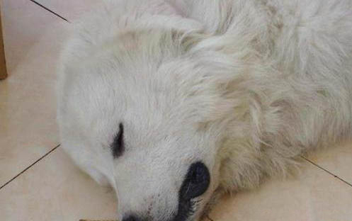狗狗假孕有哪些癥狀