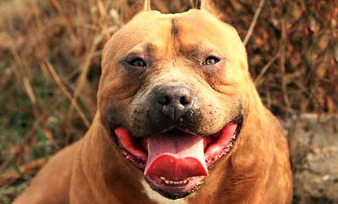 比特犬和藏獒哪個(gè)更厲害?