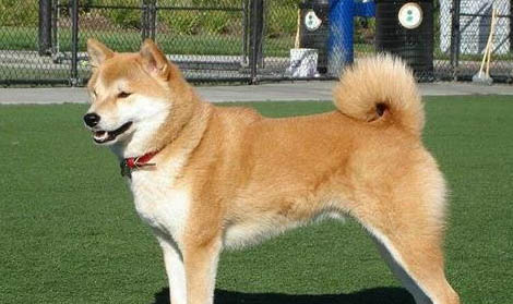 秋田犬和柴犬哪個聰明