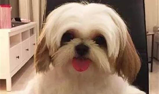 狗狗總是搖頭甩耳朵的原因及處理方法