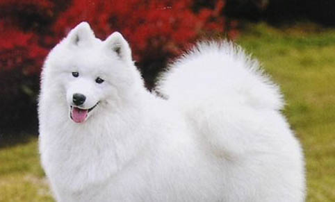 薩摩耶犬能活多久