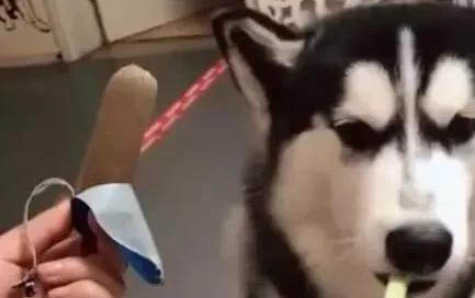 哈士奇犬便秘的病因和癥狀