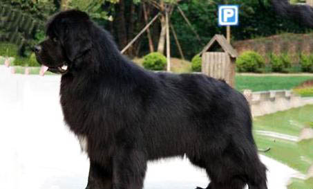 紐芬蘭犬口吐白沫的原因及處理方法