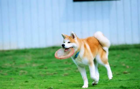 秋田犬和柴犬幼犬哪個好