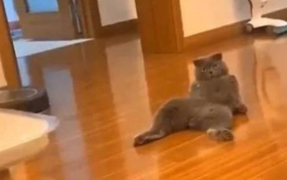 貓咪毛囊炎能打疫苗嗎第三針