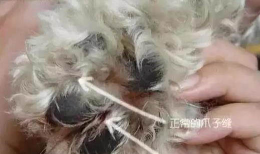 寵物店狗狗寄養(yǎng)多少錢
