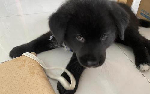 小狗腿骨折了可以自愈嗎