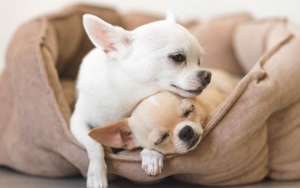 狗狗可以喝豆漿嗎