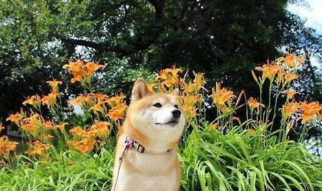 養柴犬注意事項都有哪些
