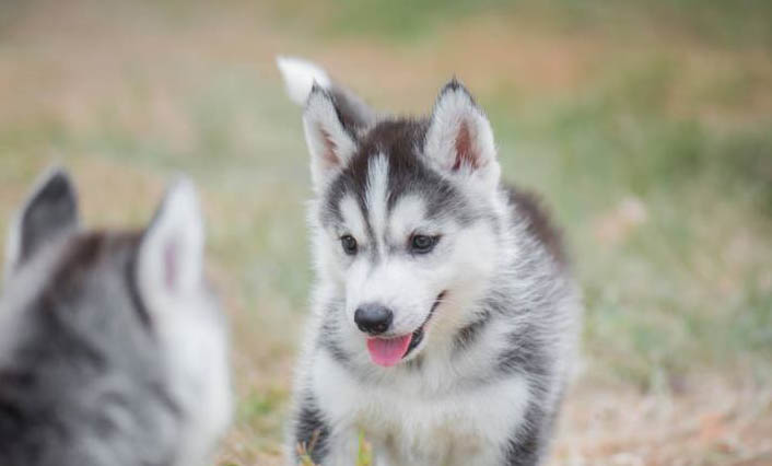 哈士奇幼犬吃什么狗糧才好