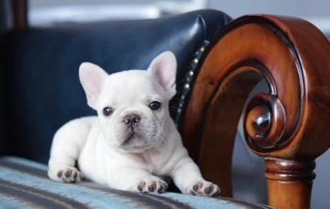 法國斗牛犬多大可以斷奶