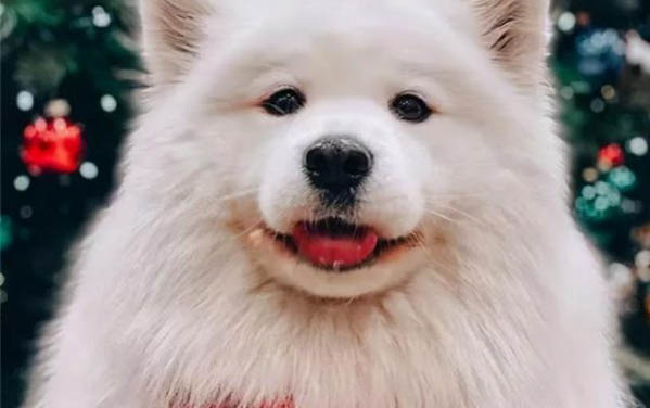 薩摩耶在哪里買