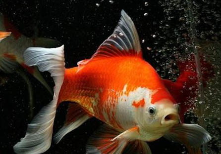 金魚怎樣才能快速養(yǎng)大?