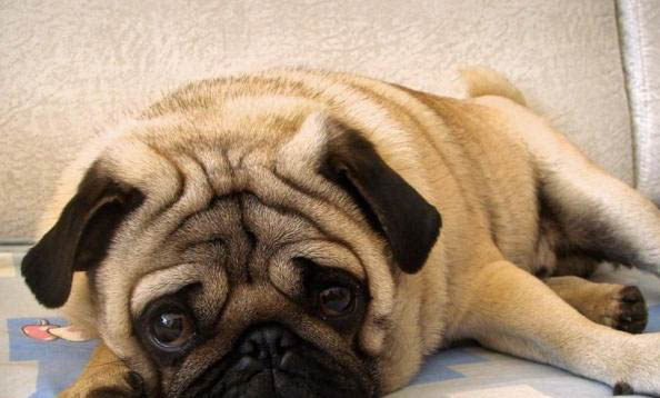 巴哥犬狗狗哮喘如何辦