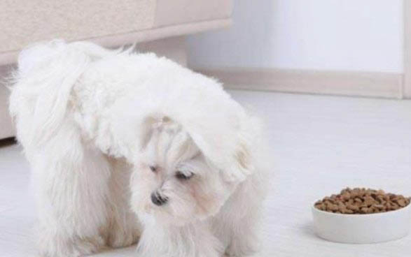 狗狗犬瘟熱初期癥狀有哪些
