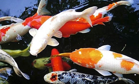 海竿釣鯉魚用什么餌料最好
