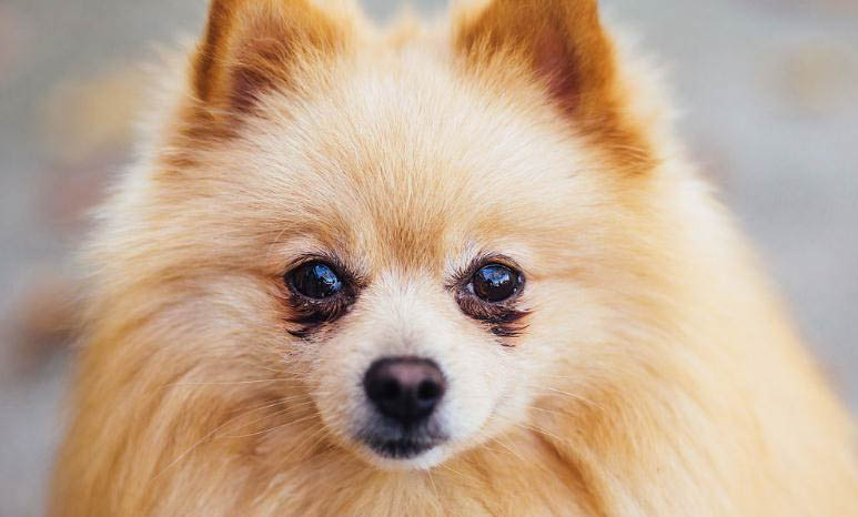 純種白色博美犬圖片及價(jià)格