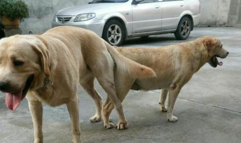 母拉布拉多犬名字洋氣