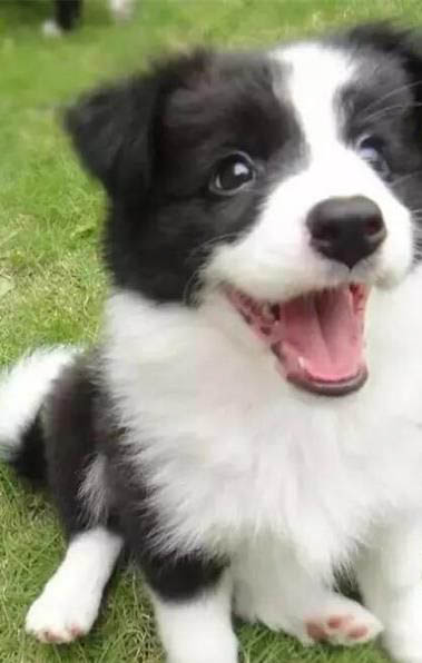 狗狗為什么冬天醒的早一點