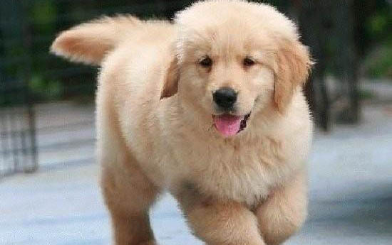 金毛犬大概多少錢