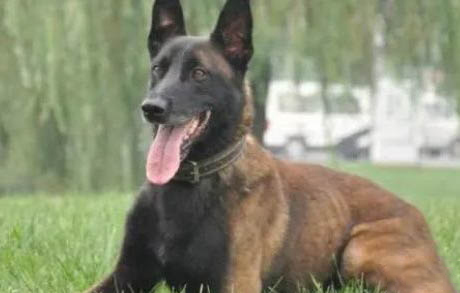 荷蘭牧羊犬和馬犬哪個好