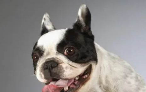 法國斗牛犬真菌感染原因及處理方法