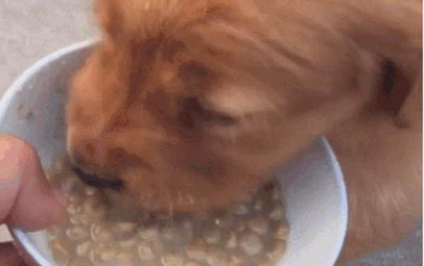 狗狗特別喜歡臟東西的原因