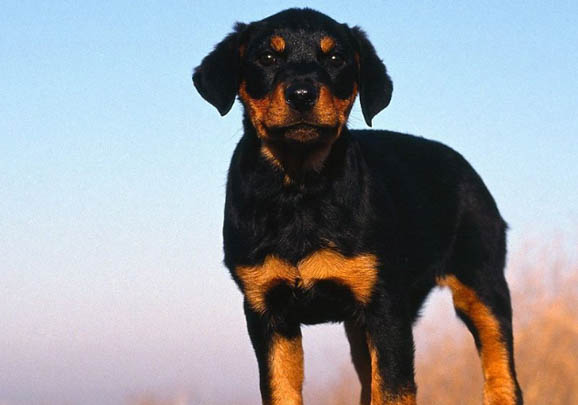 羅威納犬的缺點有哪些