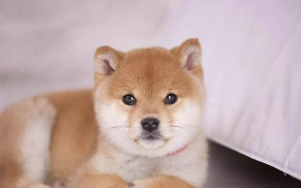 三門峽哪里有賣柴犬
