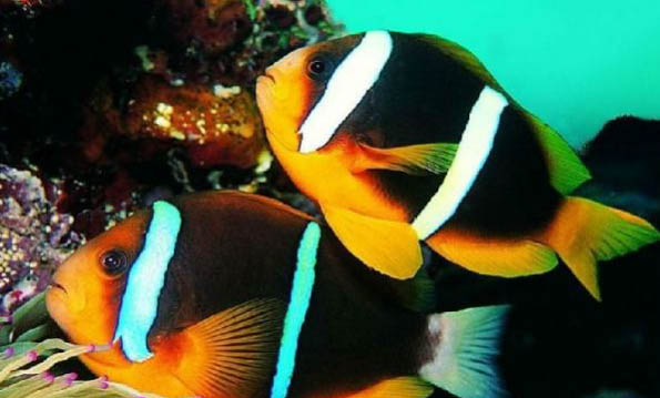 小丑魚是熱帶魚嗎