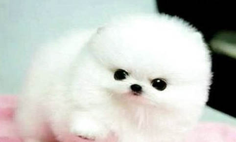 博美犬和泰迪哪個好