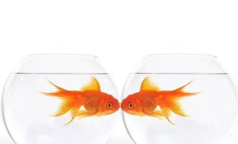 金魚從魚缸里跳出來能救活不