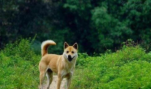 如何預防狗狗得細小