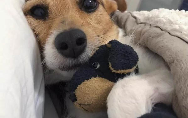 狗狗檢測犬瘟和細小需要多久時間?