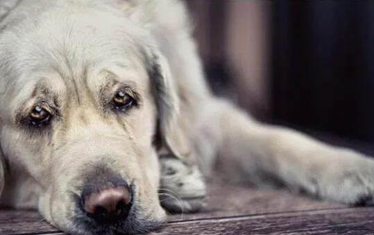 黑狼狗與狼犬有什么區別?