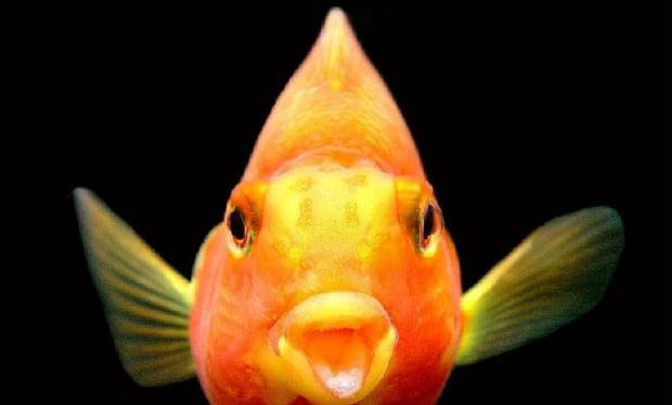 紅鸚鵡魚喂食注意事項
