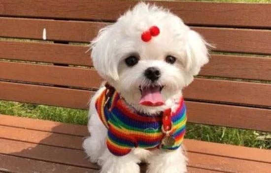 狗狗做隱睪手術后多久可以出去遛?