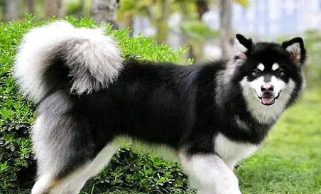 阿拉斯加犬好養么